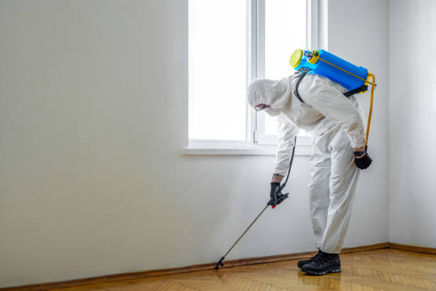 Best Termite Control Services  in Boulder, MT