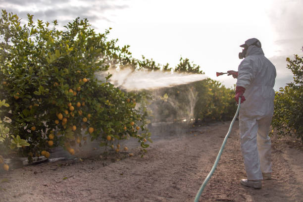 Best Mosquito Control Services  in Boulder, MT